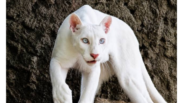 Nadir albinos puma yenidən diqqət mərkəzində &ndash; (Foto)