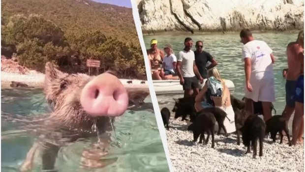 Bu adada donuzlar dənizdə turistlərlə birlikdə çimir - VİDEO