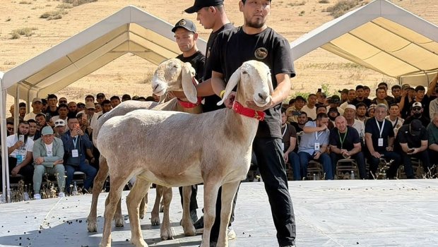 Qırğızıstanda qoyun 1 milyon dollara satıldı