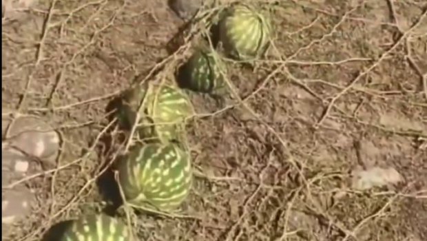 Qəbiristanlıqda gördükləri onu heyrətləndirdi &ndash; Video