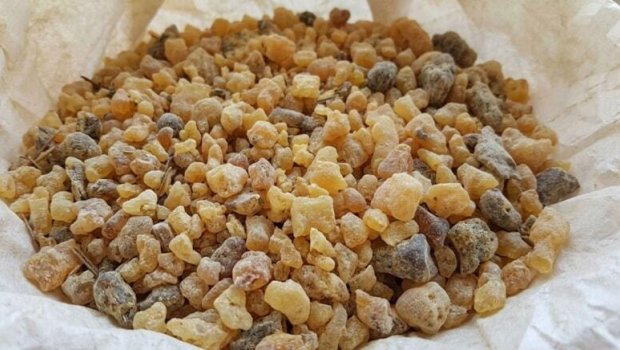 20 metrlik ağaclara dırmaşıb, tək-tək yığırlar, kiloqramı 500 manatdır