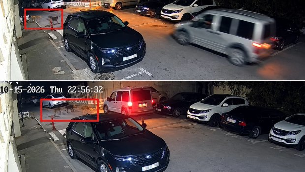 Bakıda küçə itləri sakinlərə hücum çəkdi &ndash; VİDEO