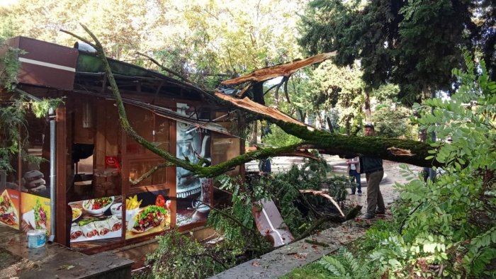 İsmayıllıda ağac kafenin üzərinə aşdı - FOTO