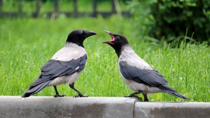 Bakıda qarğalar və sərçələr niyə YOXA ÇIXIB?