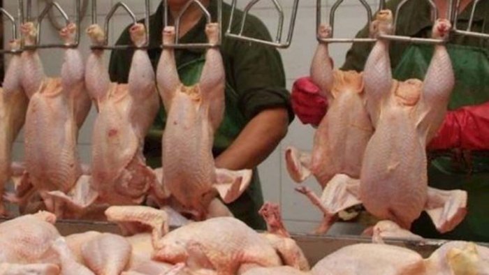 &ldquo;Kənd toyuğu&rdquo; adıyla satılan rənglənmiş toyuqları necə ayırd etmək olar? &ndash; Bu üç üsul həyatınızı xilas edəcək