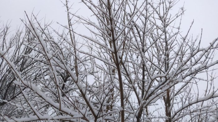 Şimal-Qərb rayonları ağ örpəyə büründü - FOTO/VİDEO