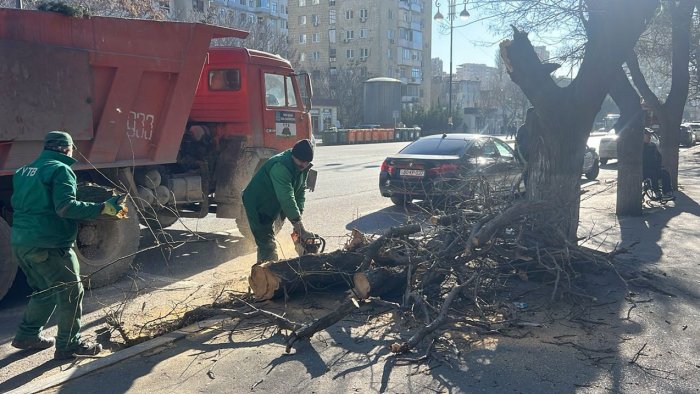 Küləkli havalarda təhlükəsizlik - Qurumuş və əyilmiş ağaclar öncədən KƏSİLİR?
