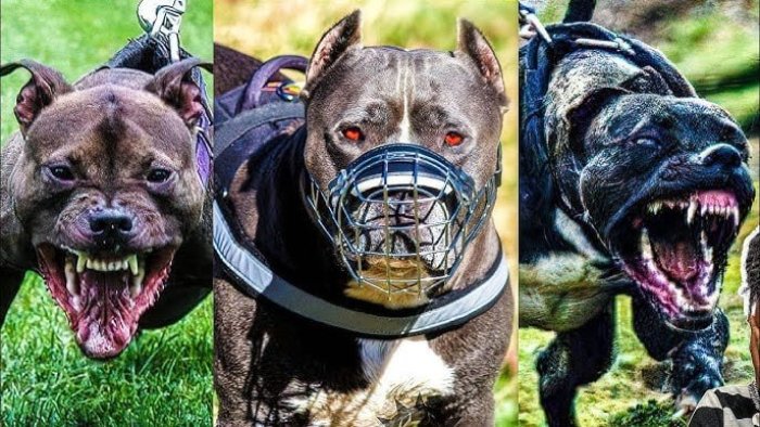 Aqressiv it cinslərinin yaratdığı ÖLÜM TƏHLÜKƏSİ - Onların hücumlarına görə kim cavabdehdir?