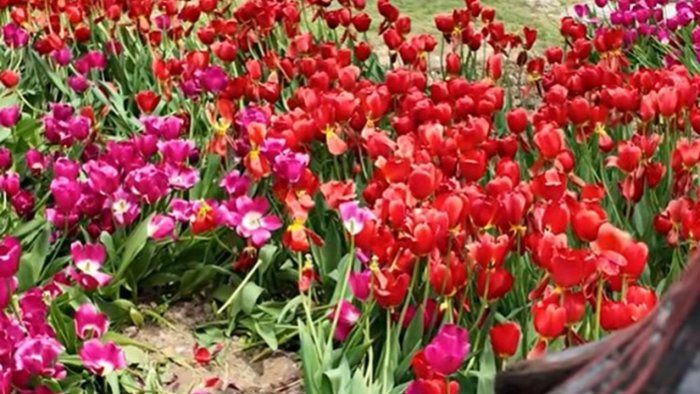 Bulvarda əkilən gülləri kim bu hala salıb? - VİDEO